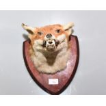 taxidermy: a mounted fox's head.