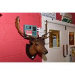 Taxidermy: A mounted deer head