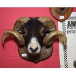 Taxidermy - A Dalesbred Ram's Head with horns on wooden wall mount