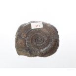 An Ammonite fossil
