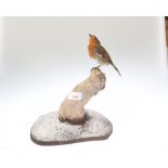 Taxidermy: a robin on a naturalistic base