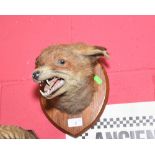Taxidermy: a mounted fox head
