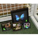 A framed Peruvian butterfly; tog. with three souvenir butterfly wing pictures