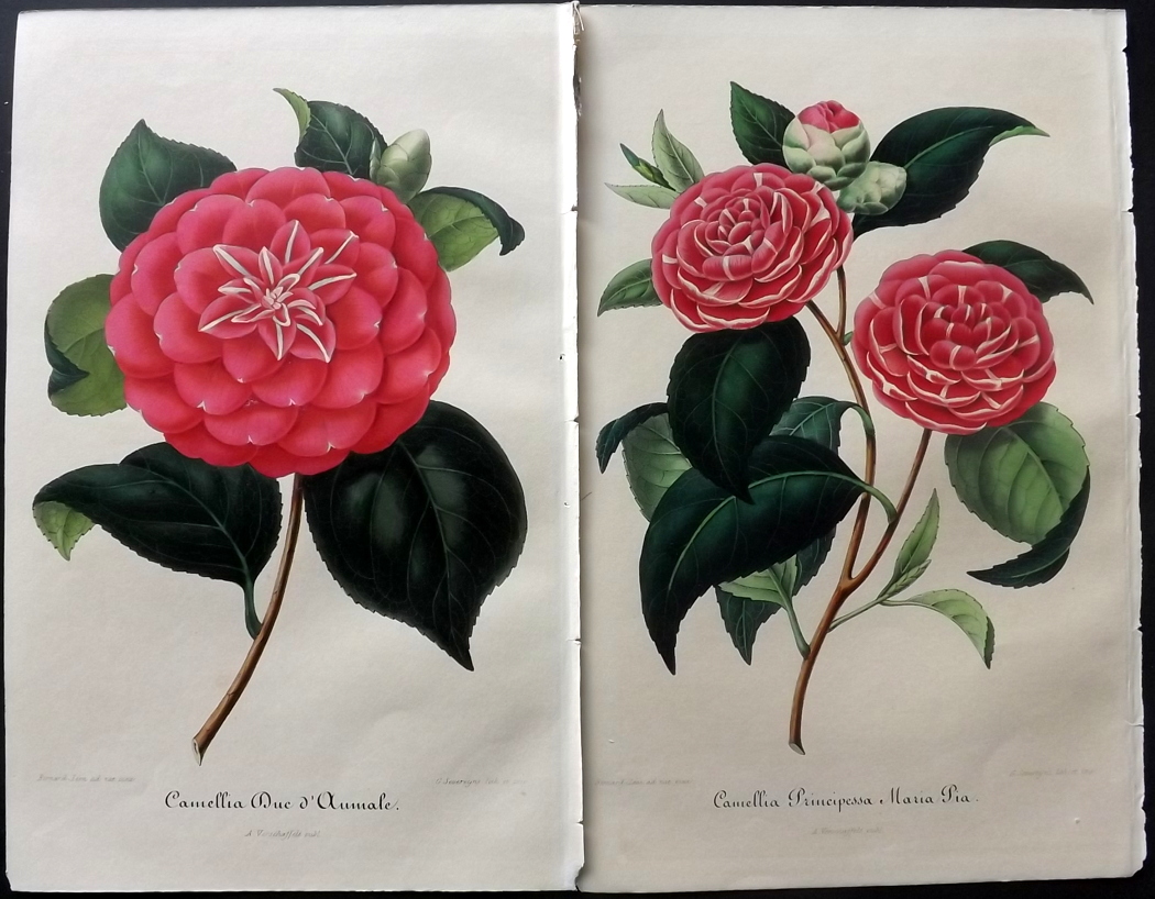 Verschaffelt, Ambroise Lot of 51 Hand Coloured Botanical Prints of Camellias Lot of 51 Hand Coloured - Image 3 of 3