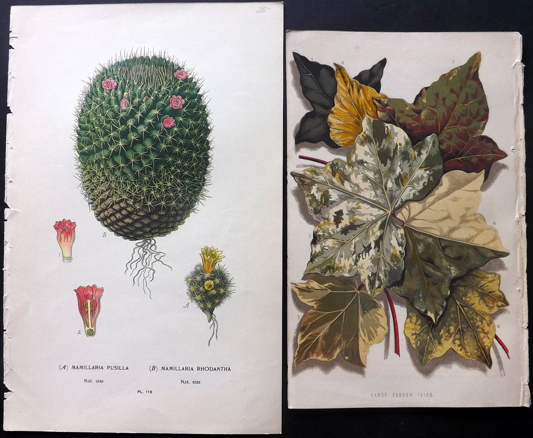 Botanical Prints & Fungi 19th Century (Mostly) Lot of approx 110 Antique Prints Lot of approx 110 - Image 3 of 4