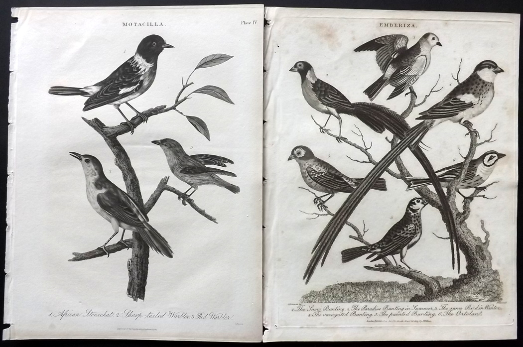 Wilkes, John C1800-1820 Lot of 38 Bird Prints. Incl Parrots, Toucan, Birds of Paradise, Peacock, etc - Image 3 of 3