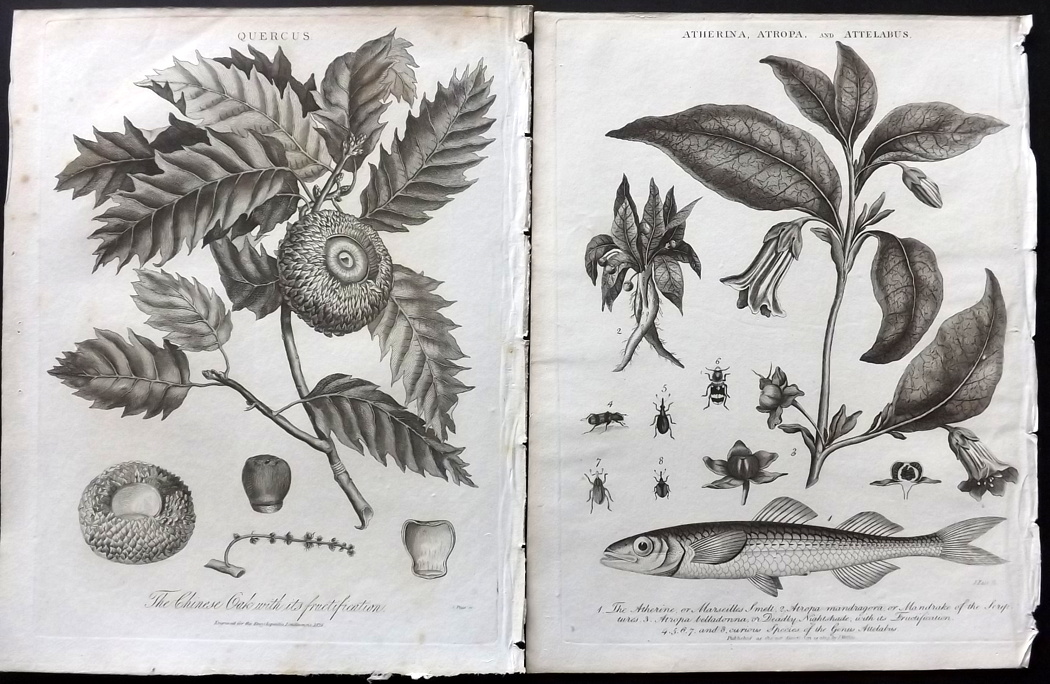 Wilkes, John C1800-1828 Lot of 90 Botanical Prints from Encyclopaedia Londinensis Copper Plates - Image 2 of 2