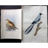 Gray, George & Gray, John 1830-49 Pair of Hand Coloured Bird Prints. Australian Wren & Chinese