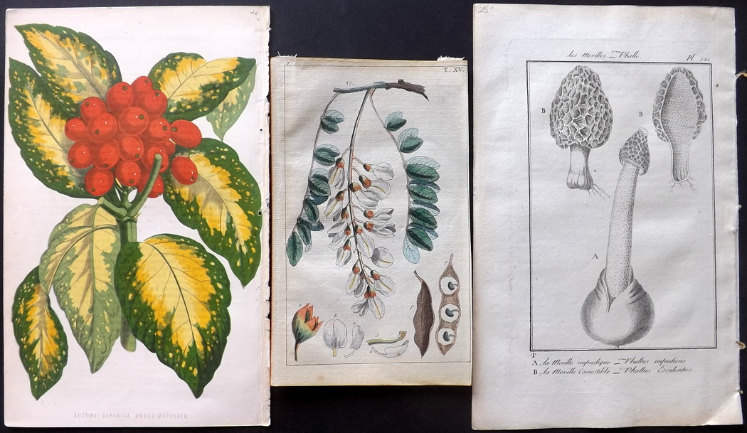 Botanical Prints & Fungi 19th Century (Mostly) Lot of approx 110 Antique Prints Lot of approx 110 - Image 4 of 4