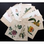 van Geel, Pierre C1830 Lot of 21 Hand Coloured Botanical Prints Lot of 21 Hand Coloured