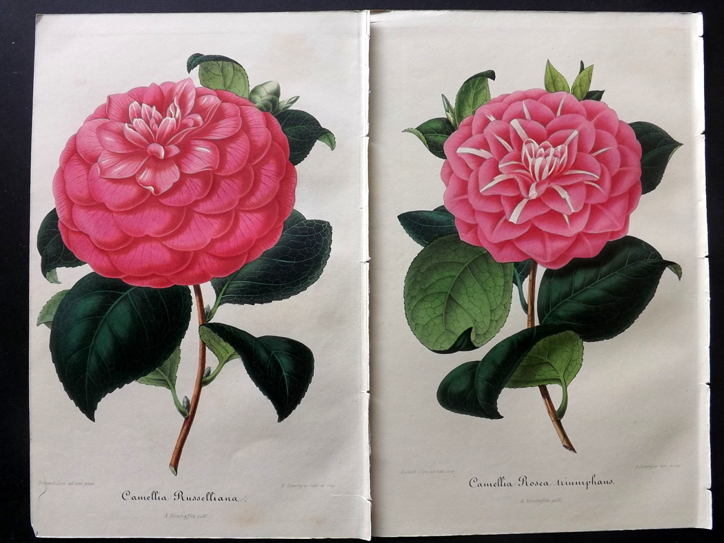 Verschaffelt, Ambroise Lot of 51 Hand Coloured Botanical Prints of Camellias Lot of 51 Hand Coloured - Image 2 of 3