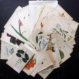 Botanical Prints & Fungi 19th Century (Mostly) Lot of approx 110 Antique Prints Lot of approx 110