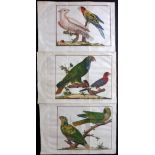 Martinet, Francois & Brisson, Mathurin Jacques 1760 Group of 3 Hand Coloured Bird Prints of