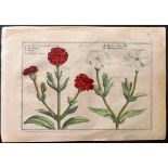 Passe, Crispin de 1617 Hand Coloured Botanical Print. Lychnis 16 Hand Coloured Copper Plate