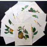 Bivort, Alexandre Joseph Desire 1854 Lot of 14 Folio Hand Coloured Fruit Prints  Hand Coloured