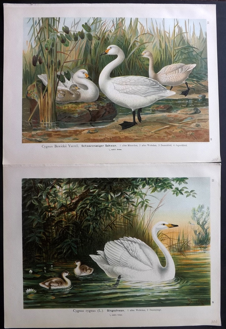 Naumann, Johann C1890's Lot of 23 Folio Bird Prints after Keulemans et al. Examples after Keulemans, - Image 3 of 3