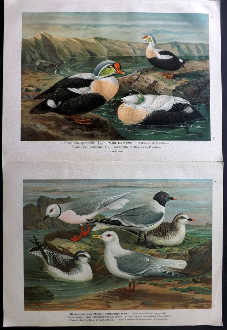 Naumann, Johann C1890's Lot of 23 Folio Bird Prints after Keulemans et al. Examples after Keulemans, - Image 2 of 3