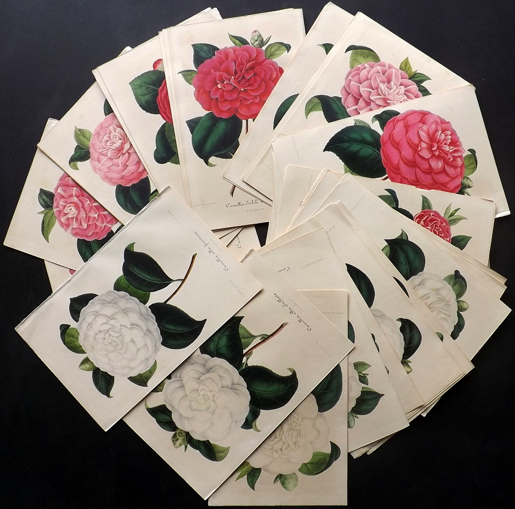 Verschaffelt, Ambroise Lot of 51 Hand Coloured Botanical Prints of Camellias Lot of 51 Hand Coloured