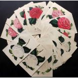 Verschaffelt, Ambroise Lot of 51 Hand Coloured Botanical Prints of Camellias Lot of 51 Hand Coloured