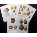 Bessa, Pancrace C1800-19 Lot of 6 Hand Coloured Fruit Prints Hand Coloured Stipple Engravings