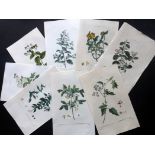 Redoute, Pierre Joseph & Bessa, Pancrace C1800 Lot of 23 Hand Coloured Botanical Prints Hand