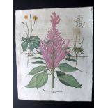 Besler, Basil 1713 Hand Coloured Botanical Print. Amarantus  "Amarantus major panniculis rubris"