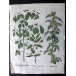 Besler, Basil 1640 Hand Coloured Botanical Print.  Xylosteon alterum, Honeysuckle "Xylostium