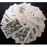 Buchoz, Pierre Joseph C1775 Lot of 45 Hand Coloured Botanical Prints Lot of 45 Hand Coloured