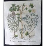 Besler, Basil 1713 Hand Coloured Botanical Print. Thymbra legitima "Thymbra legitima, Portulaca