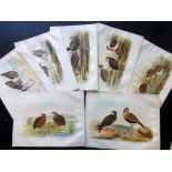 Broinowski, Gracius Joseph C1890 Lot of 24 Australian Bird Prints Chromolithographs Published 1887-