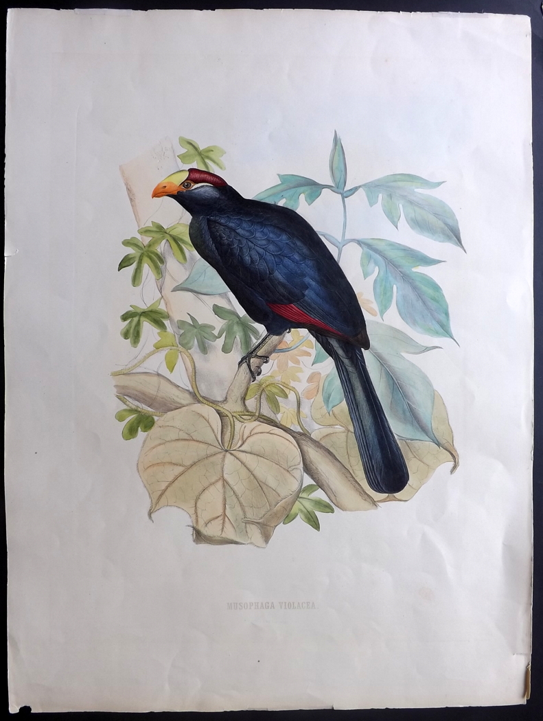 Schlegel, Hermann & Westerman, Gerardus Frederik 1860 Large, Rare Bird Print of a Turaco "