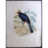 Schlegel, Hermann & Westerman, Gerardus Frederik 1860 Large, Rare Bird Print of a Turaco "