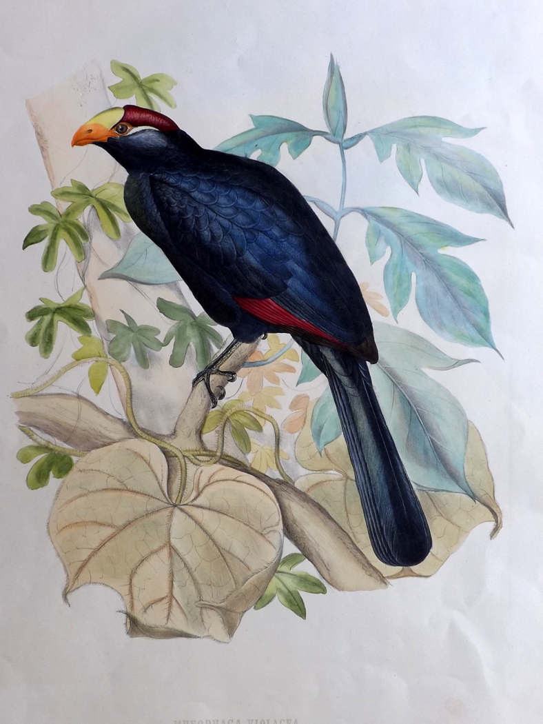 Schlegel, Hermann & Westerman, Gerardus Frederik 1860 Large, Rare Bird Print of a Turaco " - Image 2 of 3