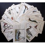 Martinet, Francois & Brisson, Mathurin Jacques 1760 Lot of 25 Hand Coloured Bird Prints Incl Birds