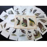 Birds 19th Century. Lot of 54 Hand Coloured Bird Prints Lot of 54 Engravings and Lithographs, all