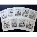 Buffon, Comte de C1780 Lot of 27 Bird Prints Copper Plates Published 1770-86 Imprimerie Royale,