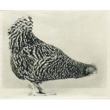 JEAN PAGLIUSO (California, Estados Unidos, 1941) “Poultry Suite: Variegated nº8”, 2005 Gelatina de
