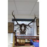 A large pair of Stag antlers mounted on carved wooden shield-shaped plaque, 41" x 49".