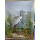 Taxidermy - a Grey Heron, in a natural s