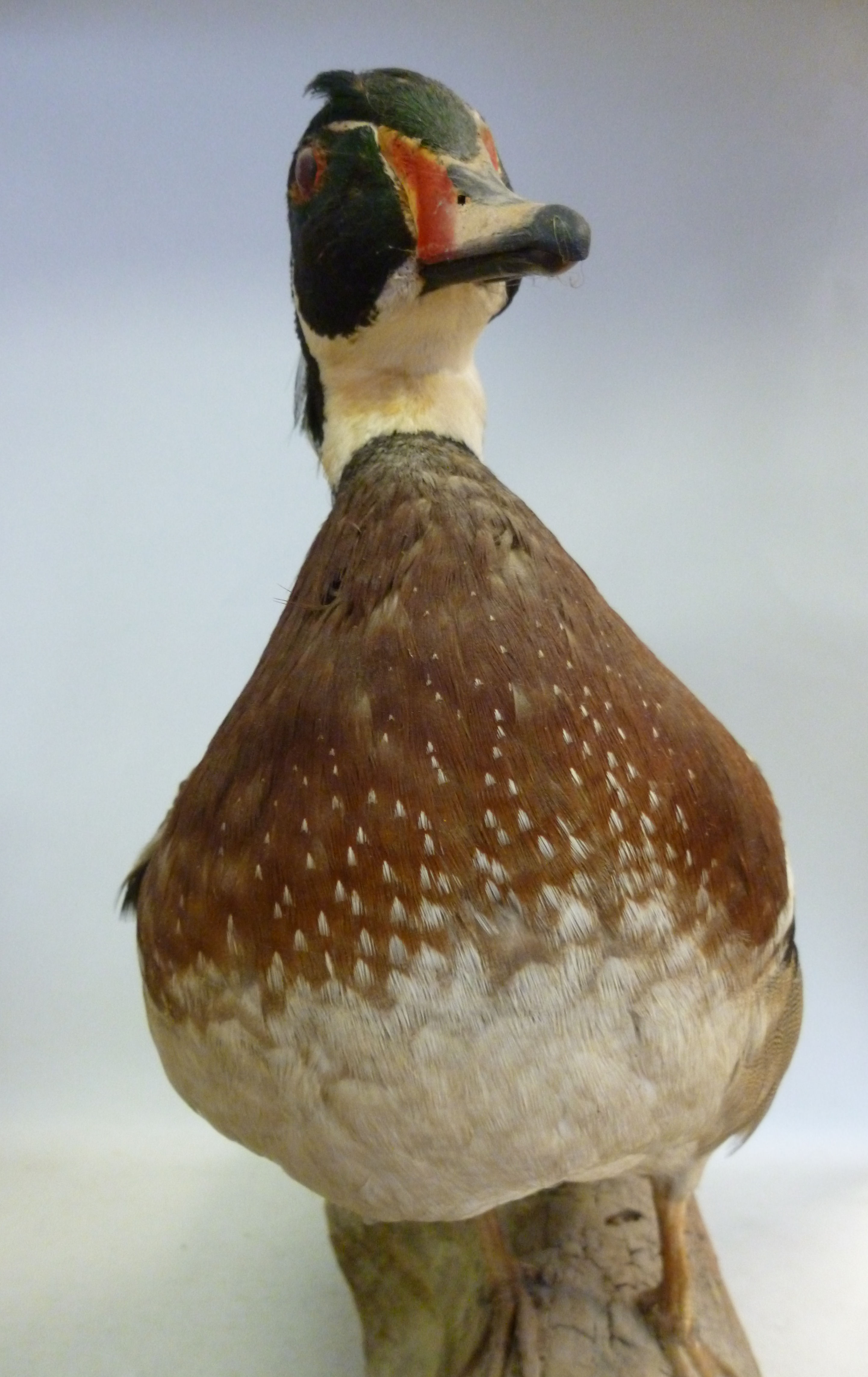 Taxidermy: a Wood duck, perched on a dri - Image 2 of 3