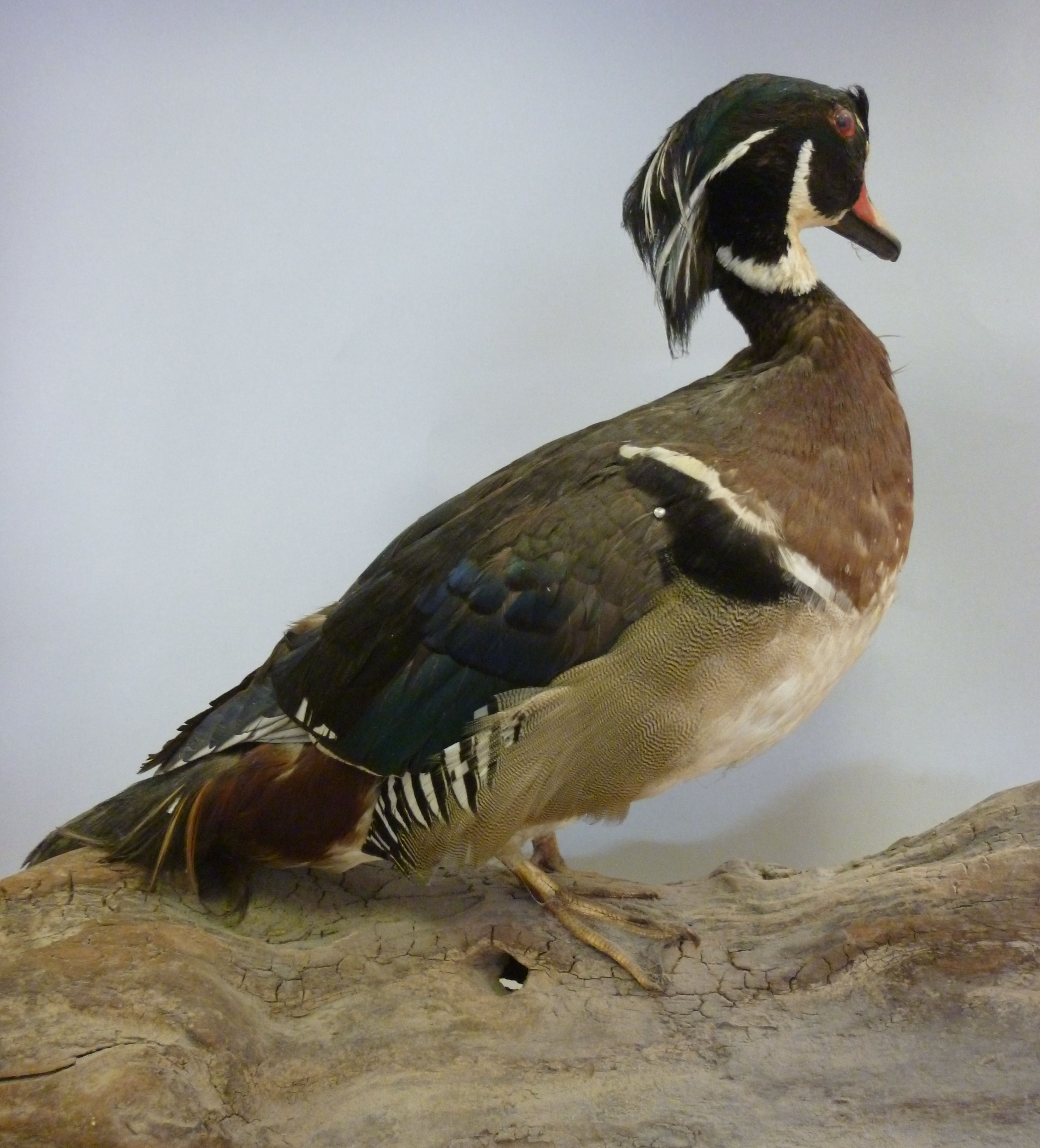 Taxidermy: a Wood duck, perched on a dri