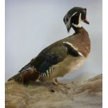 Taxidermy: a Wood duck, perched on a dri