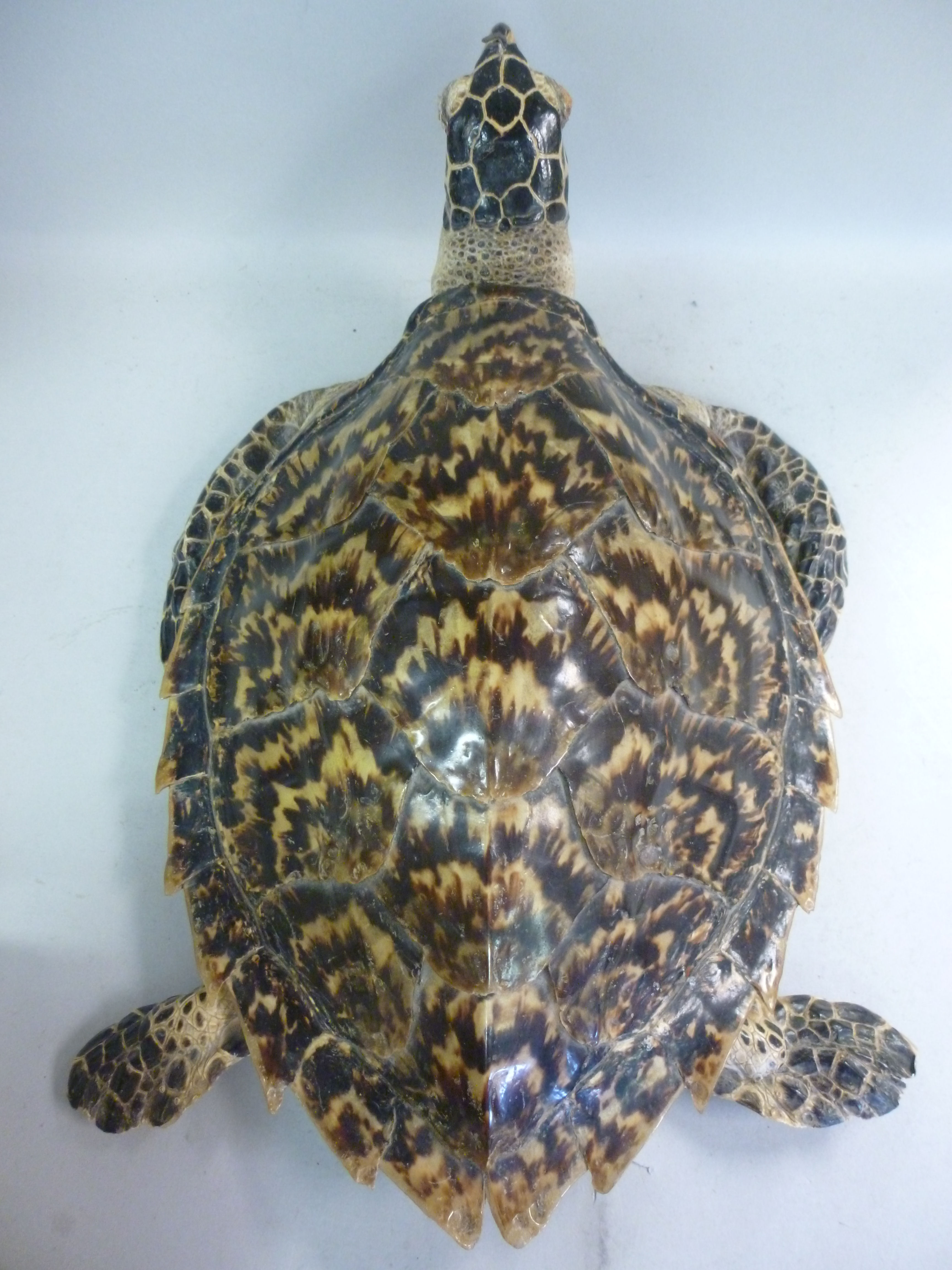 Taxidermy: sea turtle  the shell 12''L - Image 2 of 8