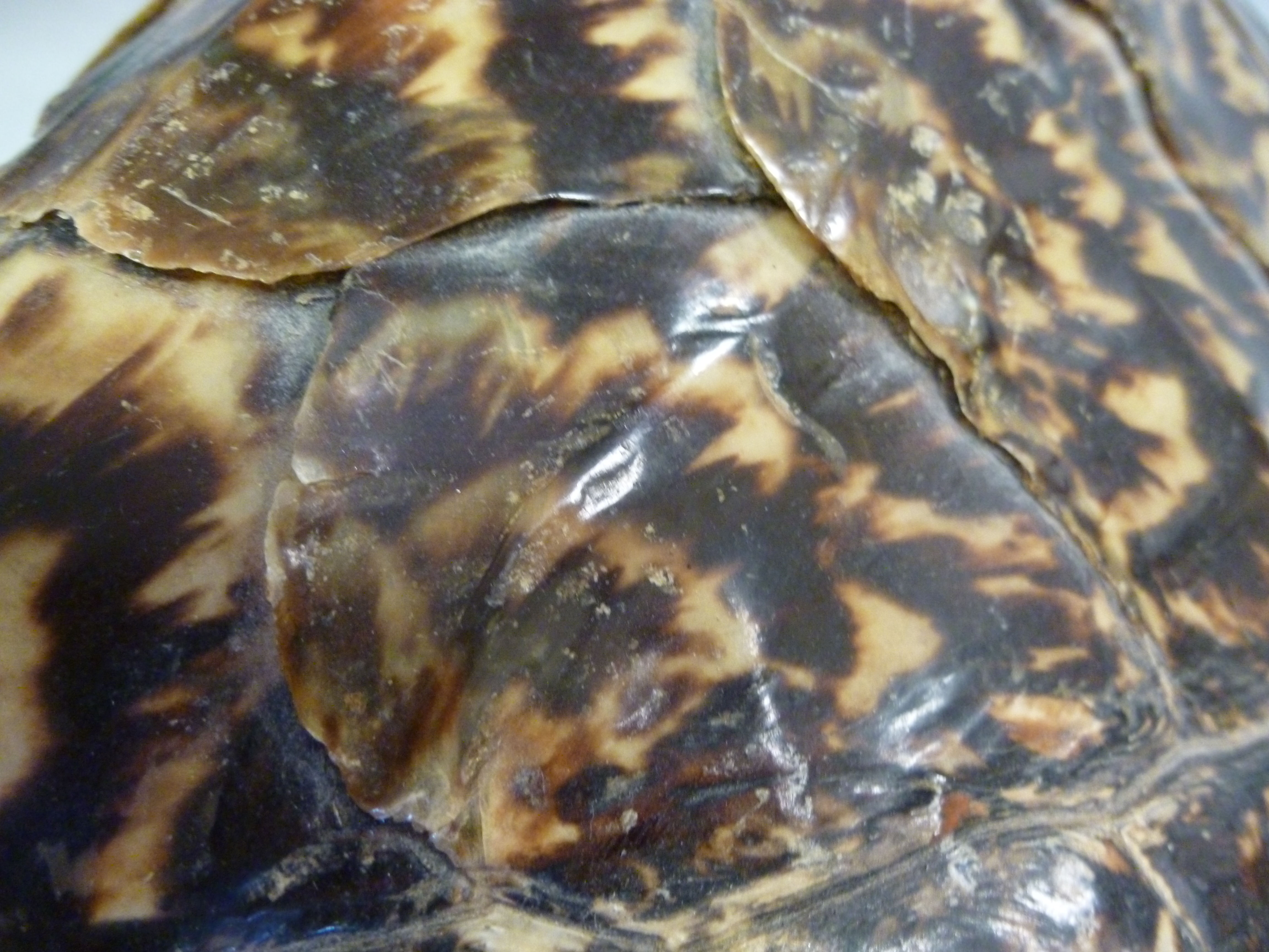 Taxidermy: sea turtle  the shell 12''L - Image 3 of 8