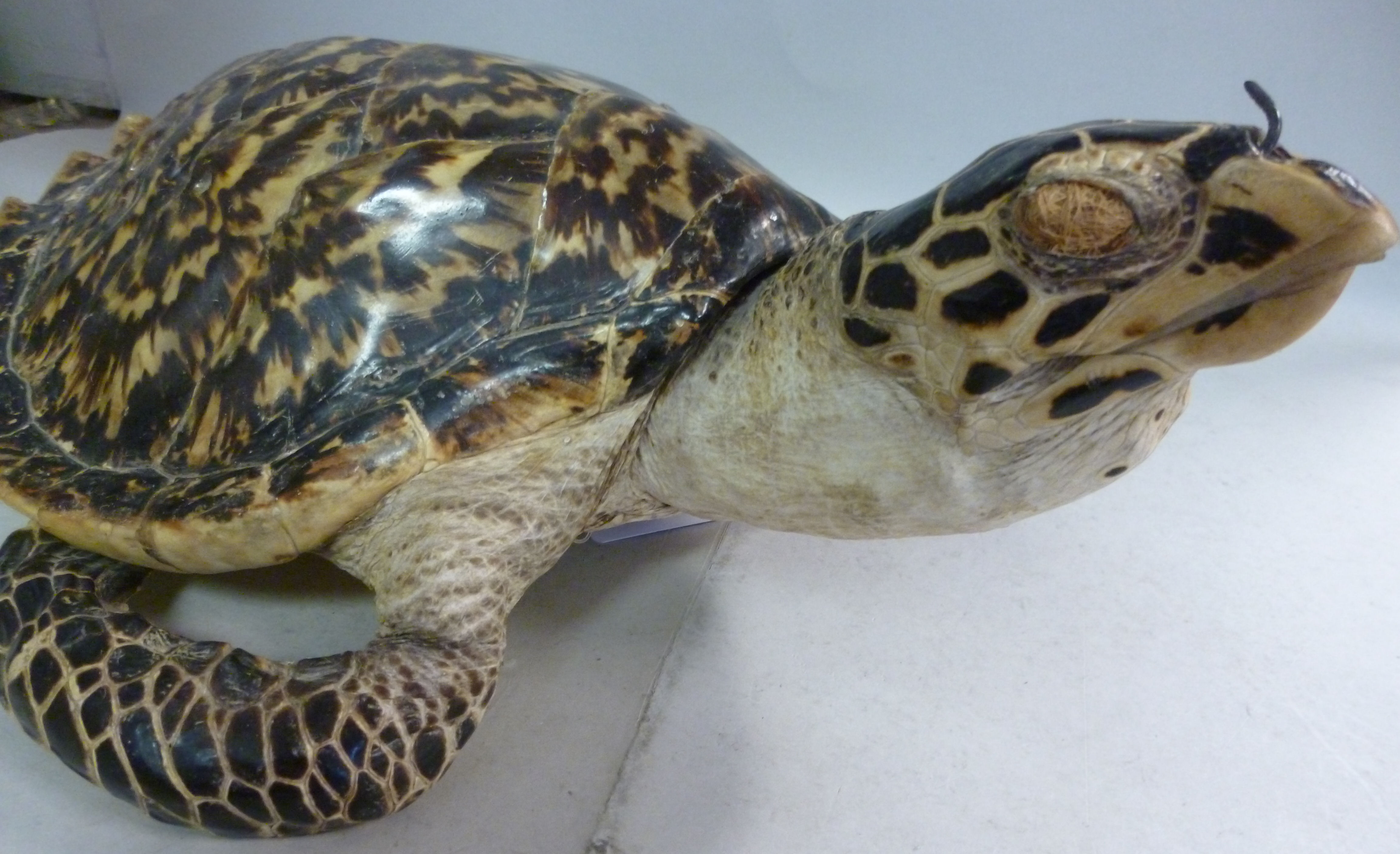 Taxidermy: sea turtle  the shell 12''L - Image 5 of 8