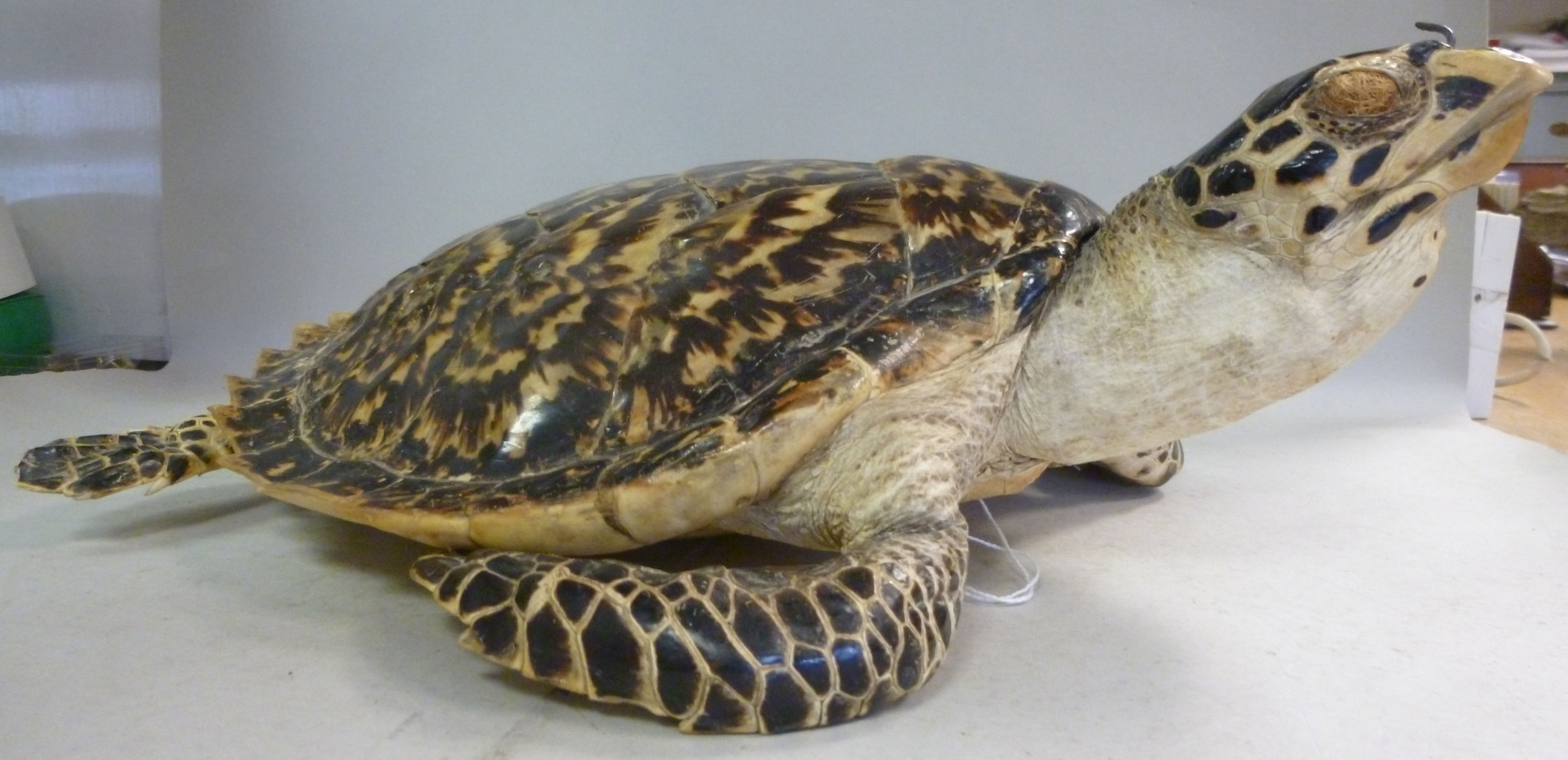 Taxidermy: sea turtle  the shell 12''L