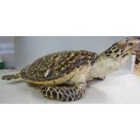 Taxidermy: sea turtle  the shell 12''L