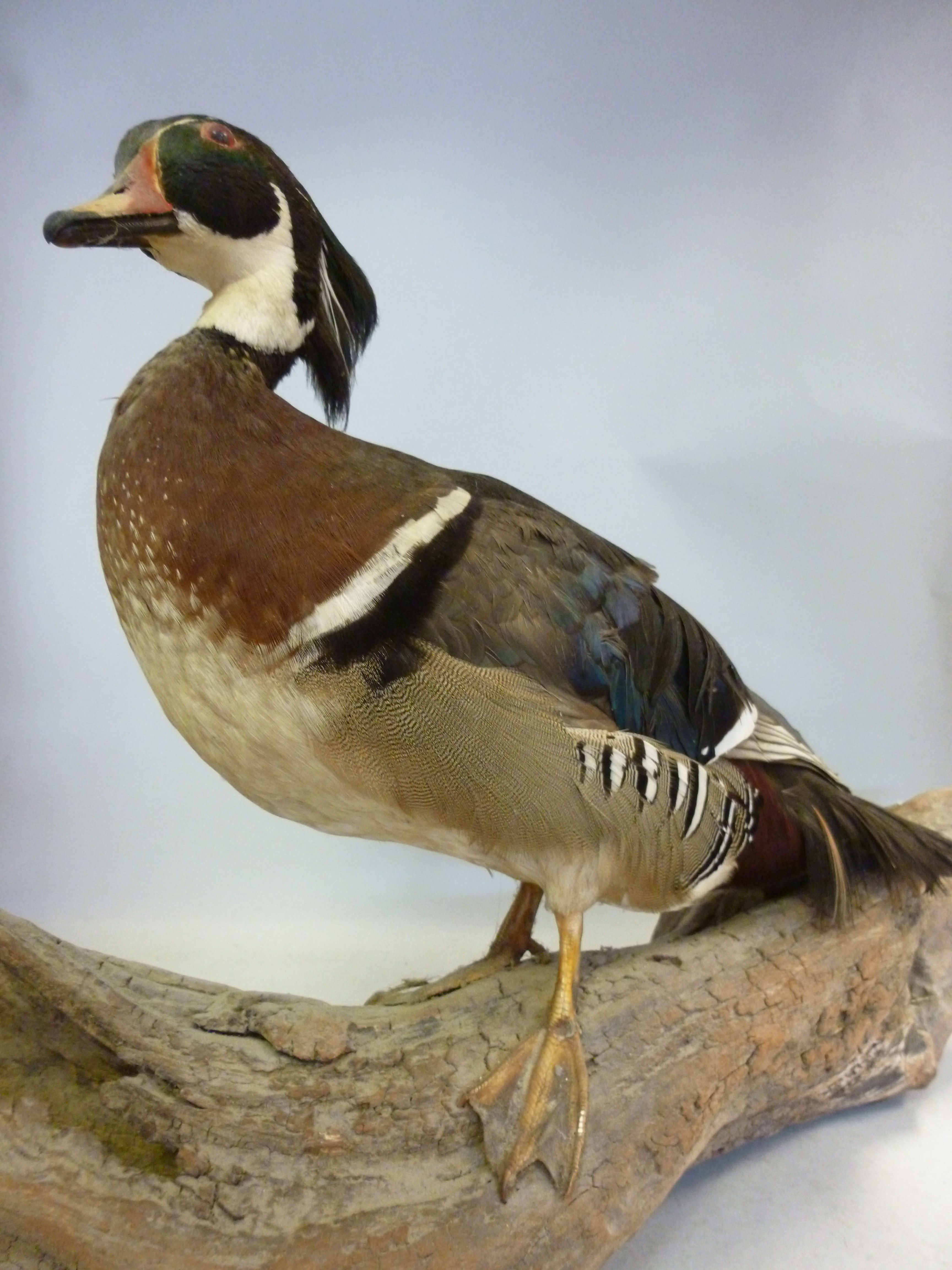 Taxidermy: a Wood duck, perched on a dri - Image 3 of 3