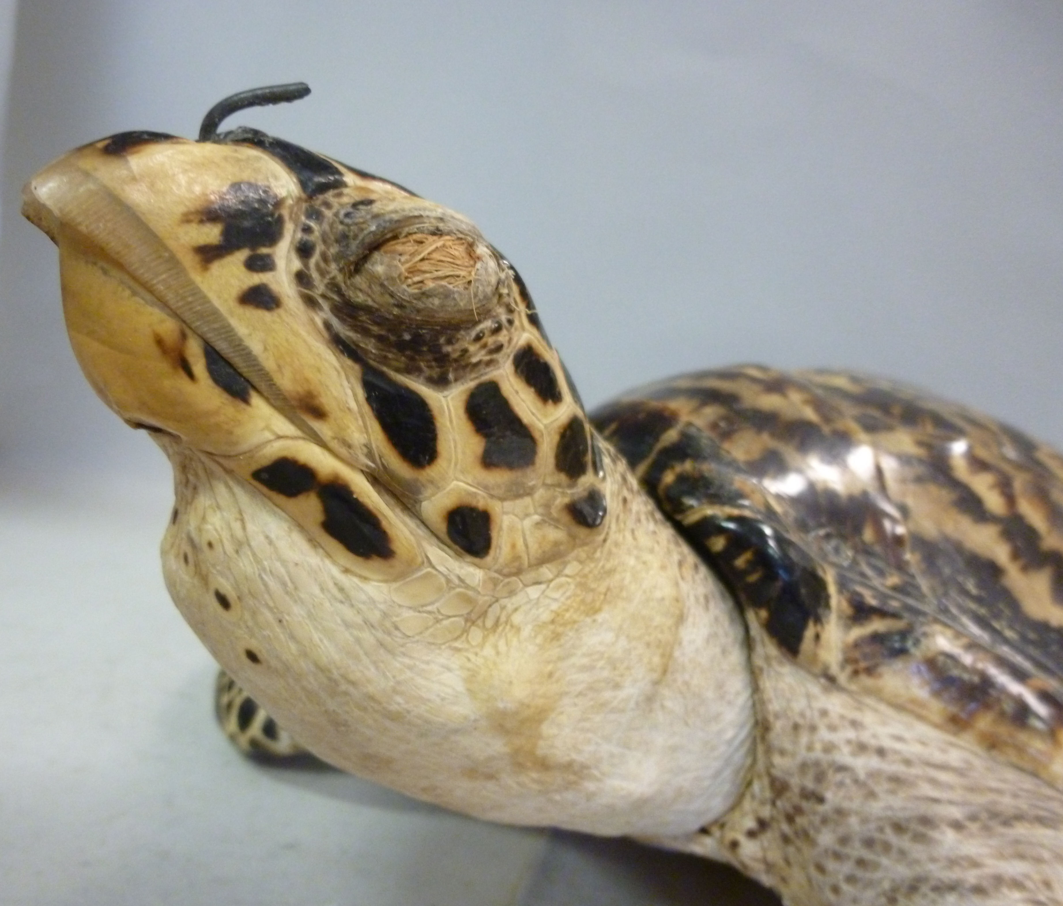 Taxidermy: sea turtle  the shell 12''L - Image 6 of 8