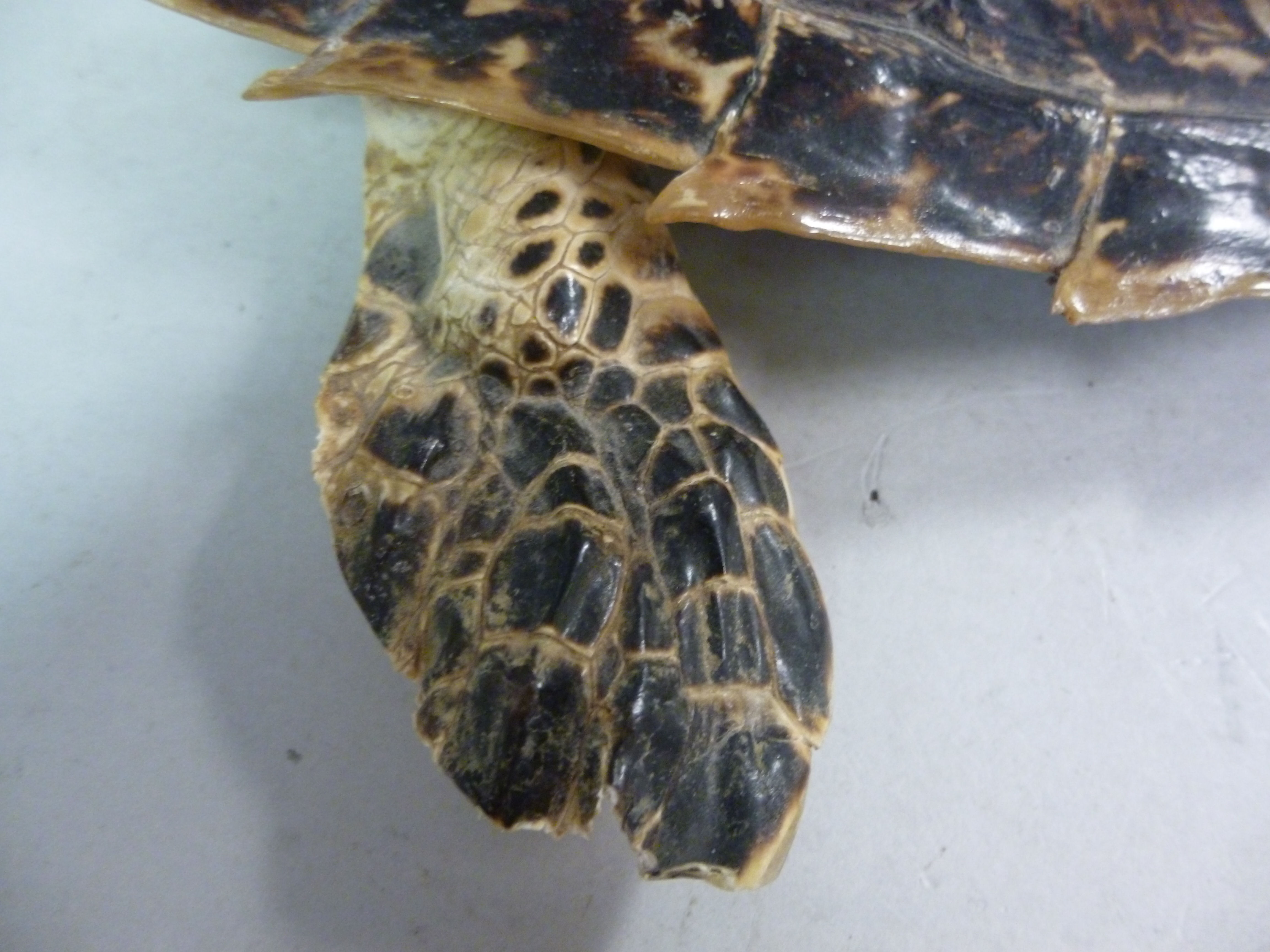 Taxidermy: sea turtle  the shell 12''L - Image 4 of 8